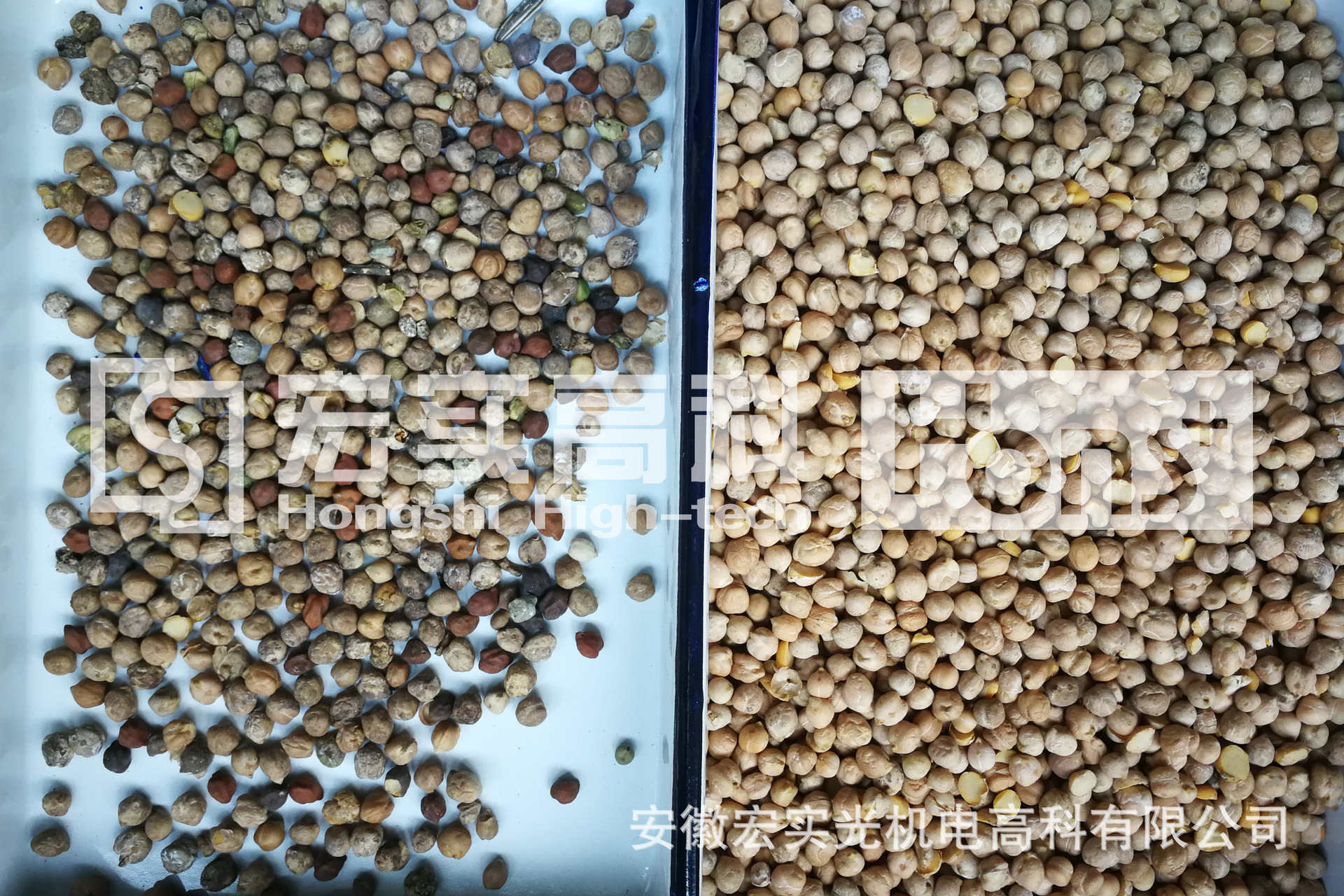 鷹嘴豆對(duì)比圖