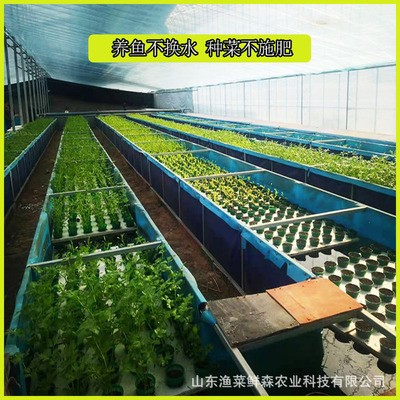 魚(yú)菜共生系統(tǒng)設(shè)備研發(fā) 魚(yú)菜共生設(shè)計(jì)與安裝