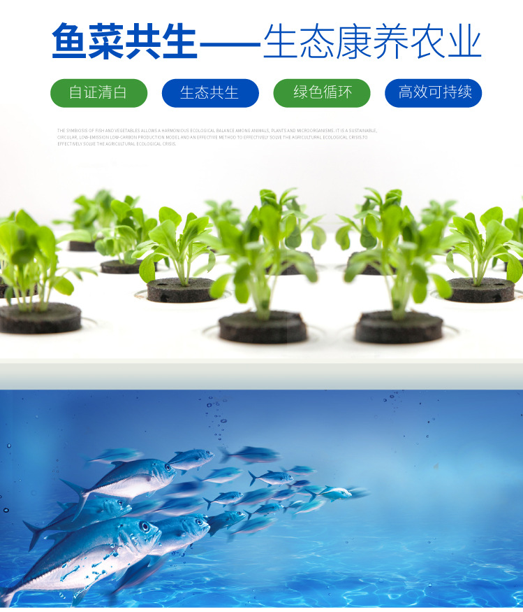 魚(yú)菜共生系統(tǒng)