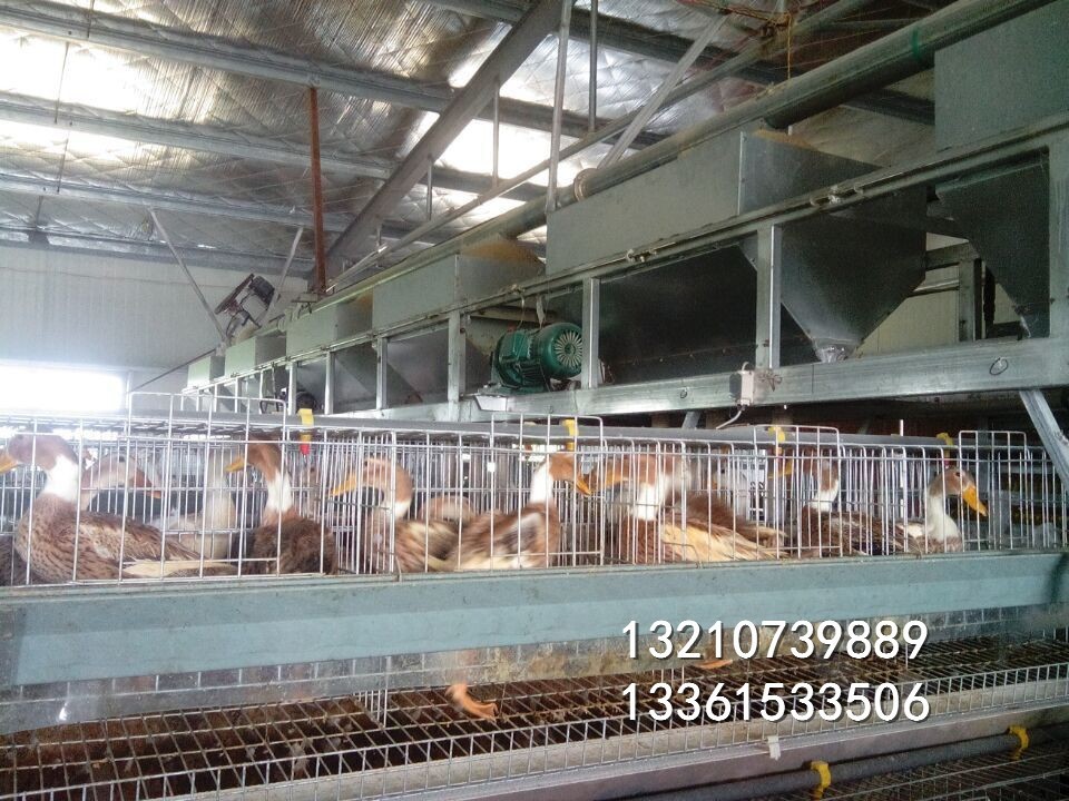 蛋鴨全自動(dòng)籠子 三層雞場(chǎng)專(zhuān)用 籠子價(jià)格便宜質(zhì)量放心