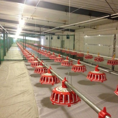 自動喂料系統(tǒng) 種雞盤式料線 養(yǎng)殖業(yè)機(jī)械 雞用食槽飼喂設(shè)備