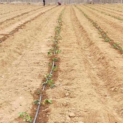 滴灌帶滴管農(nóng)用滴灌管大棚蔬菜16節(jié)貼片式水帶管水管辣椒滴水管