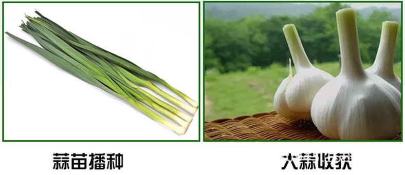 大蒜播種機(jī)13.jpg