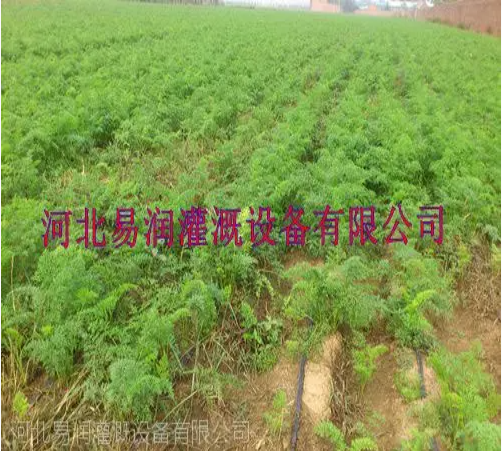 品種多滴水扁管 河南***大田滴灌帶