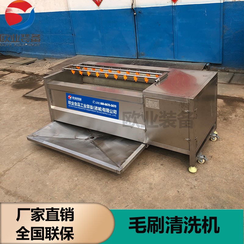 廠家生產(chǎn)嫩姜鮮姜去皮清洗機 304不銹鋼毛輥清洗機 洗姜機