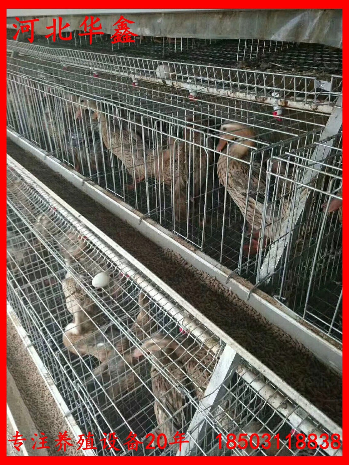 蛋鴨籠鴨子籠養(yǎng)設(shè)備鴨子養(yǎng)殖籠子自動(dòng)化蛋鴨養(yǎng)殖設(shè)備籠子