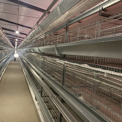 四層型材蛋雞籠尺寸1560mmX450四門提高產蛋率節(jié)省人工