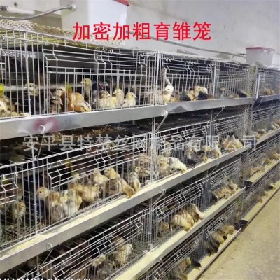 雛雞籠育雛籠 小雞籠 加粗加密彈簧門(mén)雛雞籠 養(yǎng)殖小雞籠