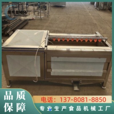 商用根莖類毛輥清洗機(jī) 毛刷自動(dòng)清洗去皮機(jī) 蔬菜土豆蘿卜蓮藕海蠣