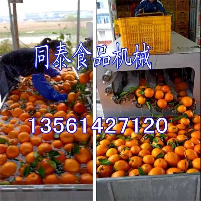 多功能柑橘清洗機 全自動洗白蘿卜機器 臍橙柑桔贛橙水洗機拋光機