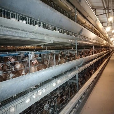 蛋雞養(yǎng)殖籠子廠家供應(yīng)養(yǎng)雞籠子鍍鋅養(yǎng)雞設(shè)備雞籠可定制全階梯