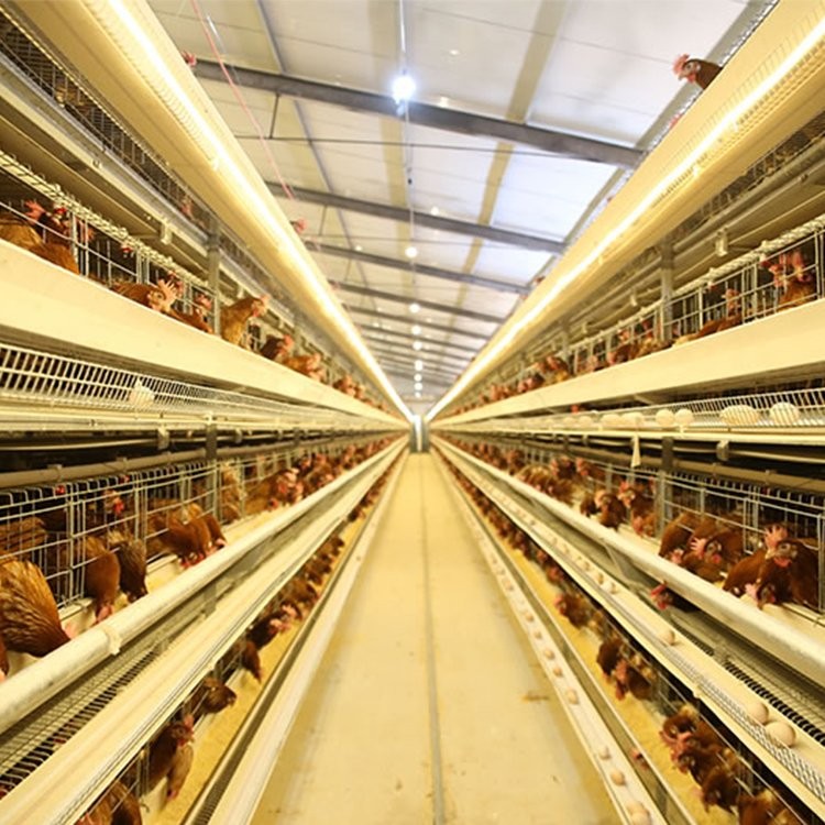 大型養(yǎng)雞場(chǎng)自動(dòng)養(yǎng)雞設(shè)備現(xiàn)代化智能養(yǎng)雞系統(tǒng)四層層疊式全自助雞籠