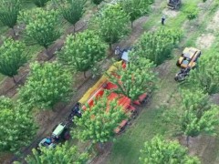 水果收割機(jī)究竟有多強(qiáng)？果農(nóng)實(shí)拍數(shù)種超強(qiáng)采摘農(nóng)機(jī)，過程引起舒適
